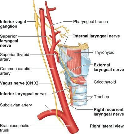 Superior Thyroid Artery Branches