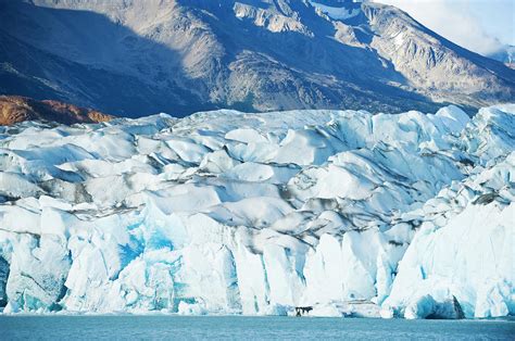 The Viedma Glacier Terminating Photograph by Tom Bol