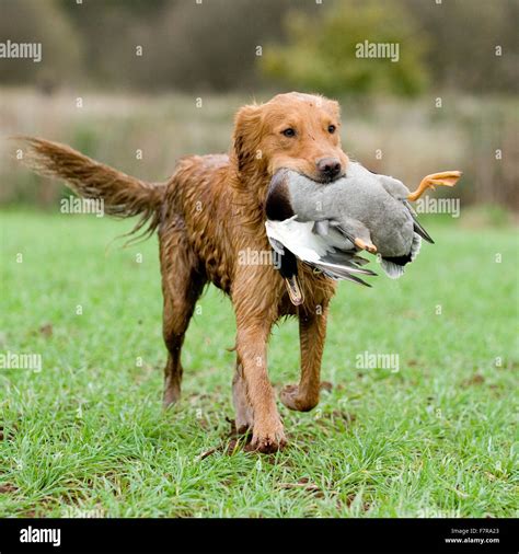 golden retriever retrieving a duck Stock Photo - Alamy