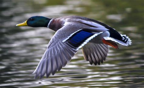 Duck flight – do ducks fly? Facts and Information - Duck life