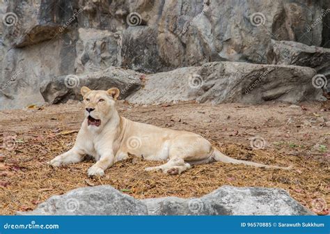 Lion Africa White Color in the Nature Habitat Stock Image - Image of ...