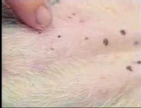 diagnosing flea infestation - YouTube