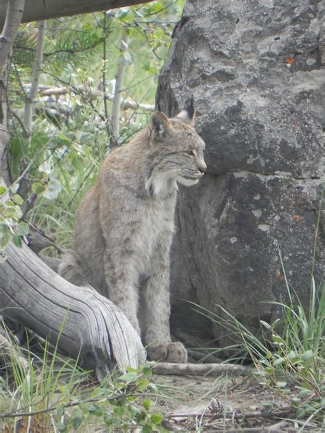 Jackson's Journeys: More Whitehorse, Yukon Wildlife Preserve