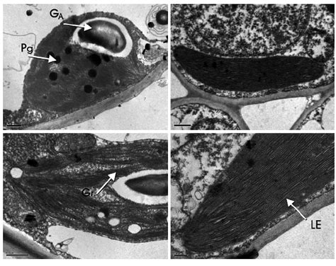 Electron micrographs of mesophyll cell chloroplasts of in vitro ...