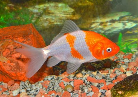 Goldfish Water Temperature Guide - What Is the Range for Goldfish? | Hepper