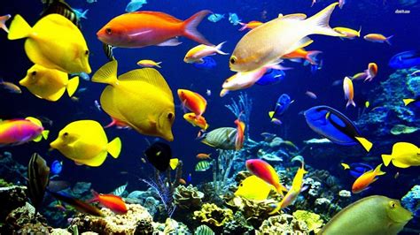 3D Fish Desktop Wallpapers - Top Free 3D Fish Desktop Backgrounds ...