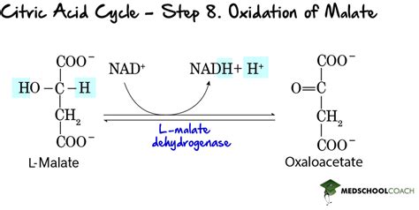 Enzyme Classification – MCAT Biochemistry | MedSchoolCoach