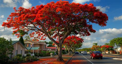 Flamboyant Tree - Definition, Growth, Symbolism & Benefits