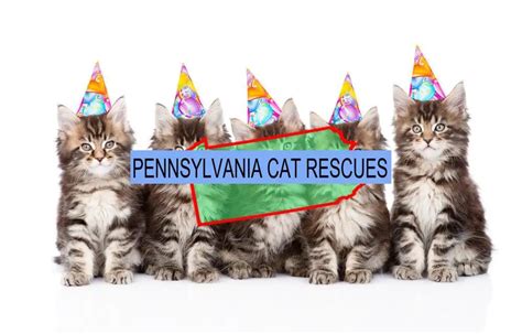 24 Top Cat Rescues in Pennsylvania State (Their Adoption Fees)