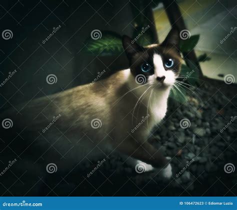 Siamese Cat with Beautiful Blue Eyes Stock Image - Image of siamese ...