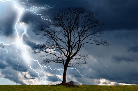 Tree And Storm 2 Free Stock Photo - Public Domain Pictures
