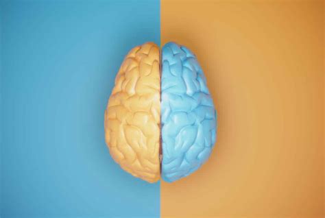 What Are Split Brain Experiments? - Edublox Online Tutor