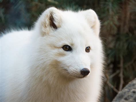 Secrets of the Zoo: North Carolina National Geographic | North Carolina Zoo