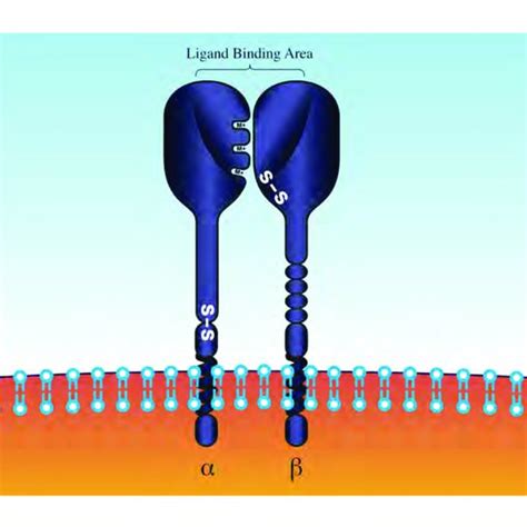 Laminin structure and chain composition. | Download Scientific Diagram