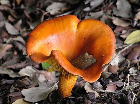 False Chanterelle (Fungi of Nova Scotia) · iNaturalist