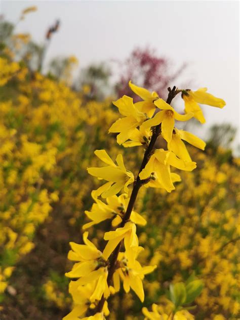 Spring Forsythia Yellow - Free photo on Pixabay - Pixabay