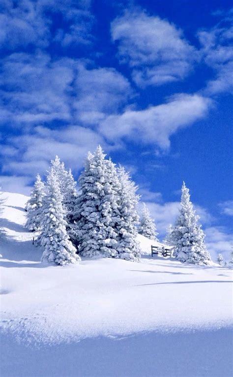 Snowy pine trees ️ | Winter wonderland background, Winter landscape ...