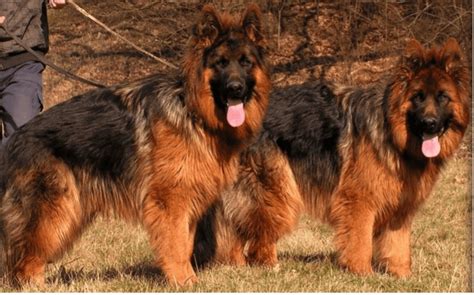 8 Rarest German Shepherd Colors - Rarest.org