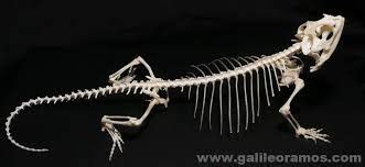 Image result for bearded dragon skeleton | Dragon skeleton, Bearded dragon, Skeleton