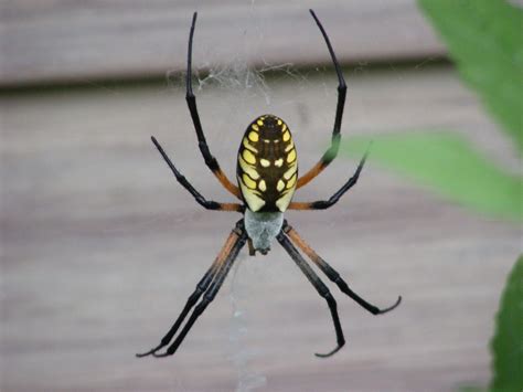 Black And Yellow Argiope Free Stock Photo - Public Domain Pictures