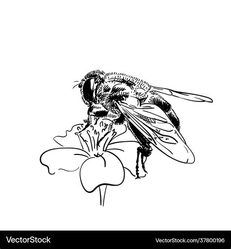 Drawing bee on flower sketch hand drawn Royalty Free Vector