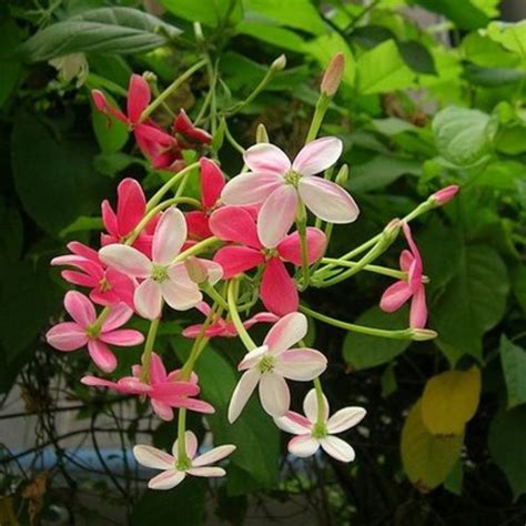 The Rangoon Creeper: A Beautiful Blooming Vine | HubPages