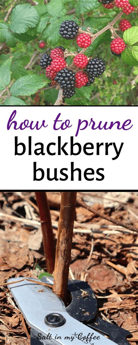 How to Prune Blackberries | Pruning blackberries, Blackberry plants, Growing blackberries