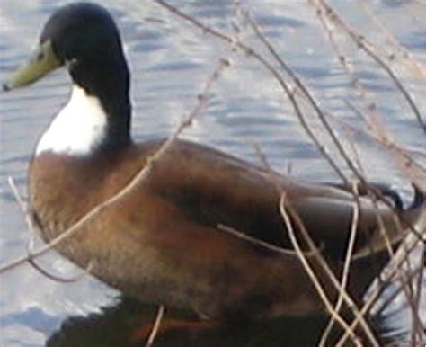 Duclair Duck: Origin, Characteristics, Uses, Photo