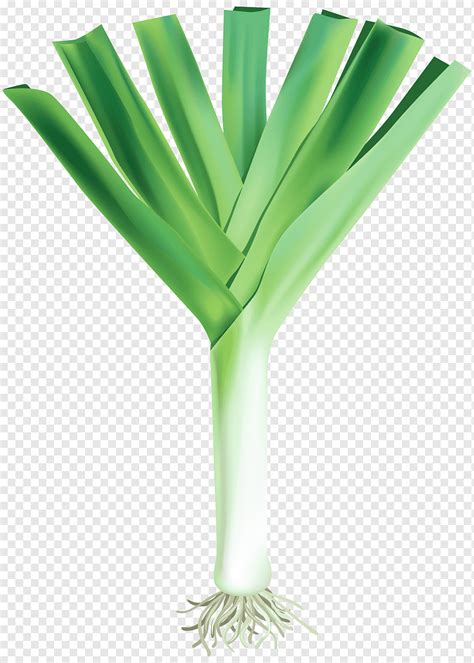 Green leek, Garlic knot Garlic bread Pizza, Fresh Garlic Free, plant Stem, grass, onion png ...