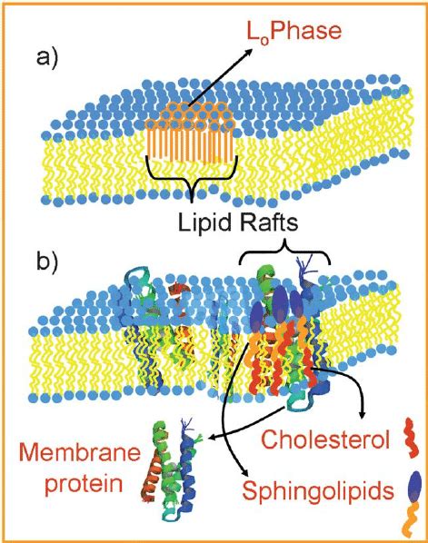 Bits and Bytes of Biology: Lipid rafts