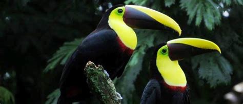 Toucans of Costa Rica, learn about the 6 species of the country