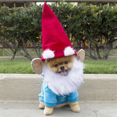 65+ Cute Dog Halloween Costumes Ideas