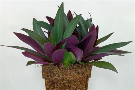 Tradescantia spathacea