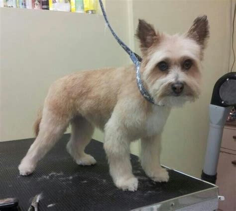 After! Pomeranian/Cairn Terrier mix | Grooming | Pinterest | Terrier mix and Terriers