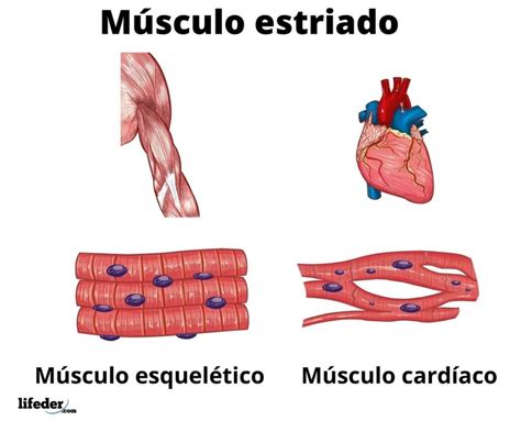 Fibra muscular: estructura, tipos y funciones