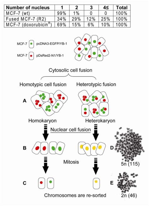 Schema of cell fusion and chromosomal instability. A: Cytosolic cell ...