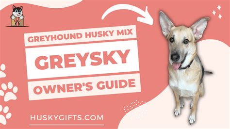 Greyhound Husky Mix (Greysky): Owner's Guide