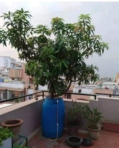 grafted mango tree height – Bonsai Plants Nursery