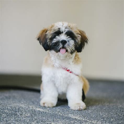 Are Shih Tzu Dogs Good for Seniors?