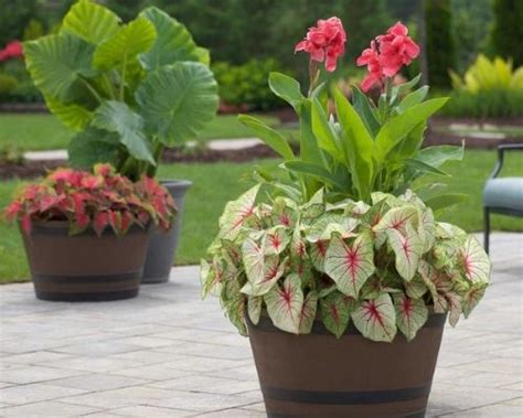 How to Grow Summer Bulbs in Containers