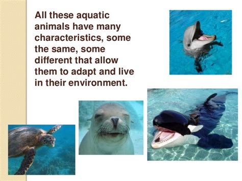 Adaptations Of Aquatic Animals Powerpoint