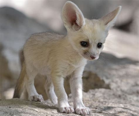 Fennec Fox – Facts, Size, Lifespan, Habitat, Pictures