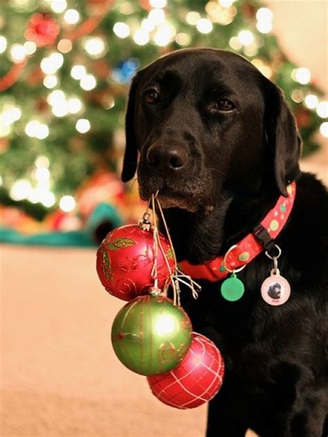 19 Christmas Cards Ideas for Your Pets | Christmas pet photos, Pet costumes for dogs, Photos ...