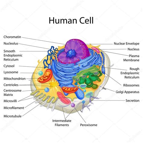 Carta Educativa de Biología para el Diagrama de Células Humanas 2023