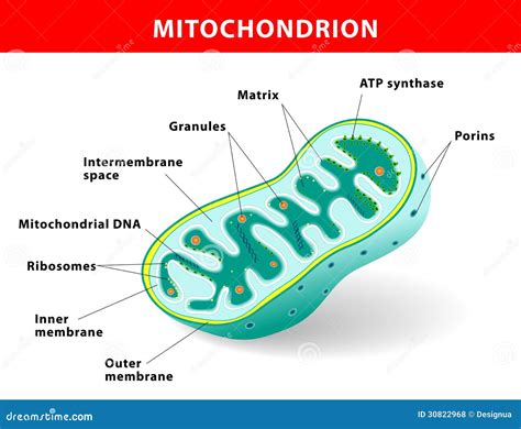 Mitochondrion Vector Illustration Stock Vector - Illustration of chromosome, mitochondrial: 30822968