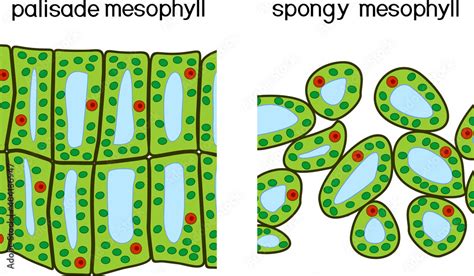 Palisade and spongy mesophyll. Structure and types of assimilation plant tissue, obrazy ...