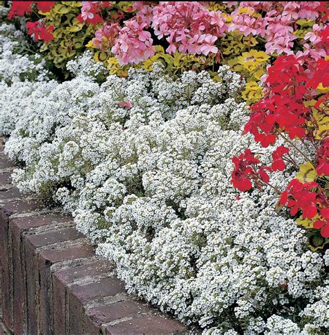 Buy Alyssum Carpet Of Snow Flower Seeds (Lobularia maritima) - Jackson ...