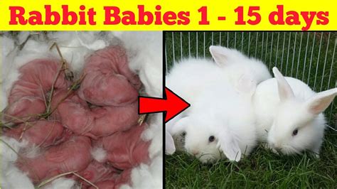 Rabbit Babies Newborn to 15 Days – Cutest Baby Bunnies - YouTube