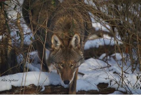 Red Wolf Conservation at the Wolf Conservation Center