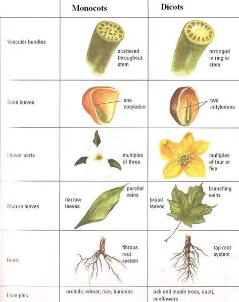 one plant material species examples - Yahoo Image Search Results | Science biology, Biology ...